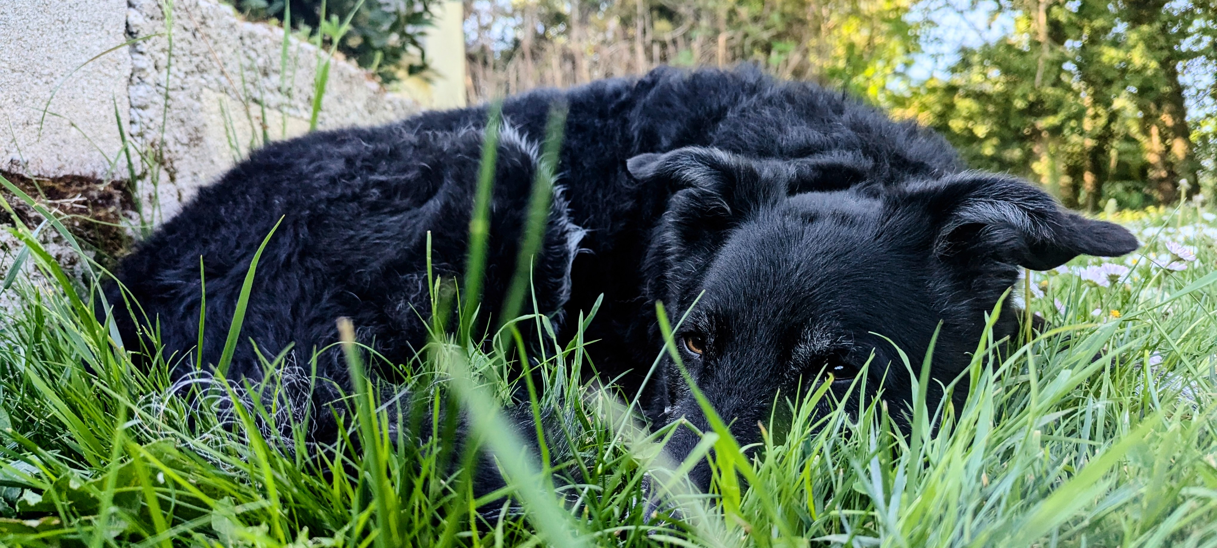 Photo illustrant Niry Pet Sitting